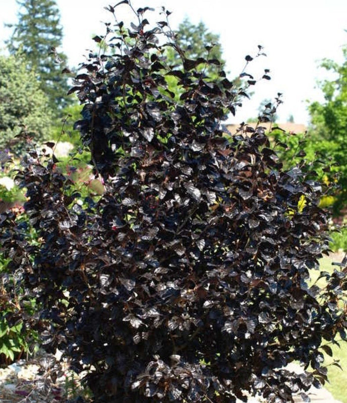 Fagus s purpurea nana #6