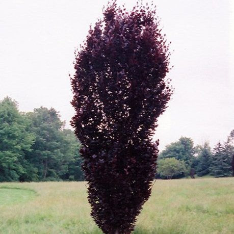 Fagus s Red Obelisk #7