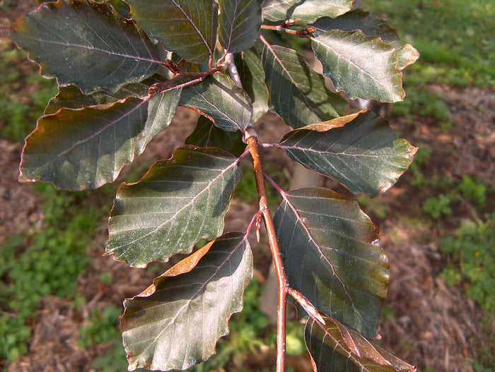 Fagus s Riversi 5'(C)
