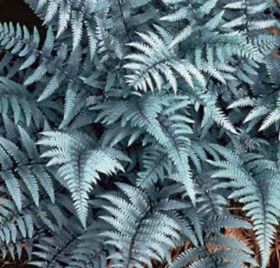 Fern-Athyrium Ghost #1