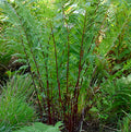 Fern-Athyrium Lady in Red #1