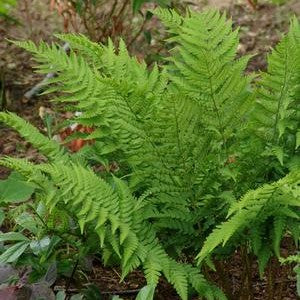 Fern-Dryopteris goldiana #1
