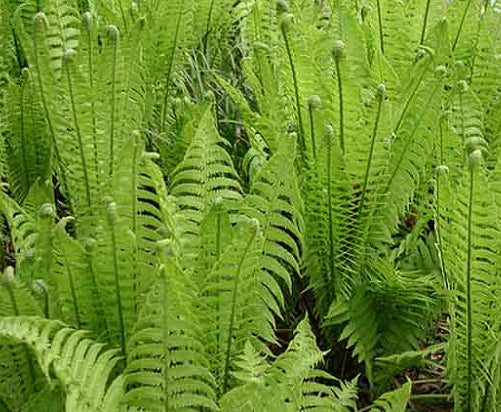 Fern-Matteuccia struthiopteris #1