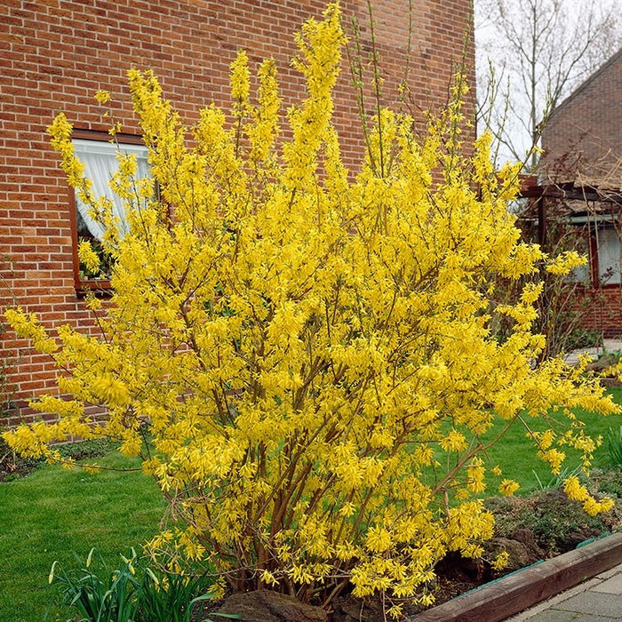 Forsythia Lynwood Gold 6'