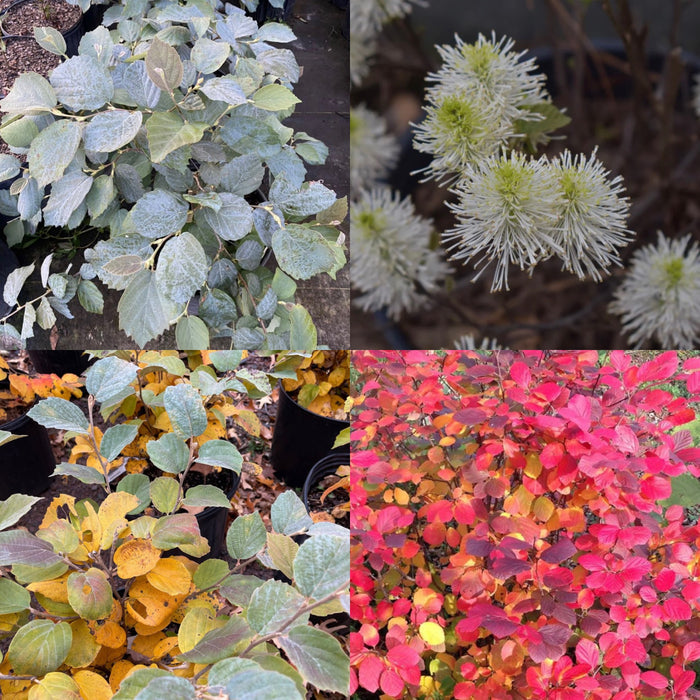 Fothergilla major Blue Hawaii #3