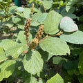 Fothergilla major Blue Shadow #2