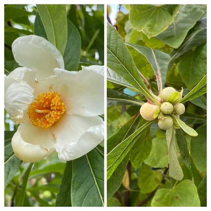 Franklinia alatamaha #7