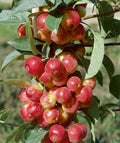 Fruit-Apple-Colonnade Scarlett Sentinel #7