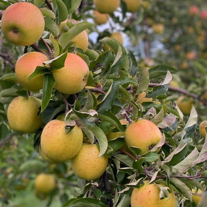 Fruit-Apple-GoldRush #7
