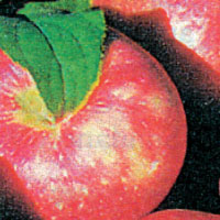 Fruit-Apple-Honeycrisp #10