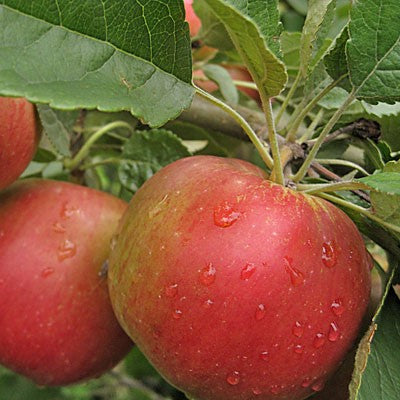 Fruit-Apple-Idared semi-dwf #7