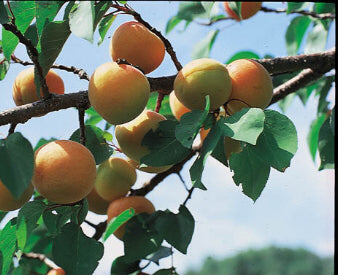 Fruit-Apricot-Chinese Dwf #7