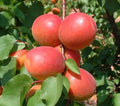 Fruit-Apricot-Robada dwf #7