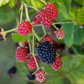 Fruit-Blackberry-Baby Cakes #2