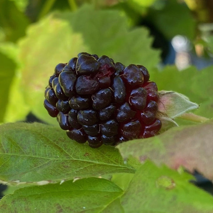 Fruit-Blackberry-Columbia Giant #3