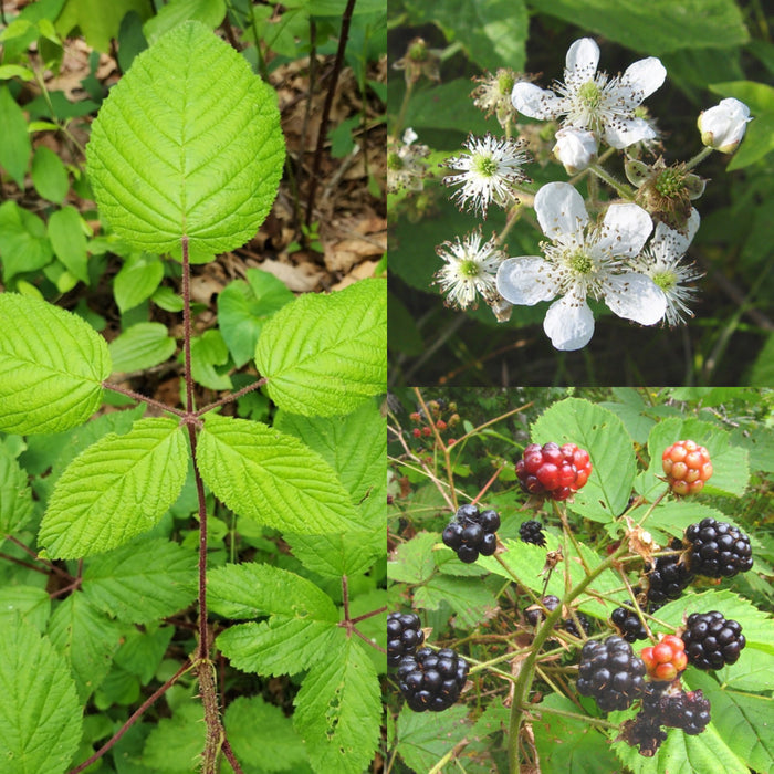 Fruit-Blackberry-native #3