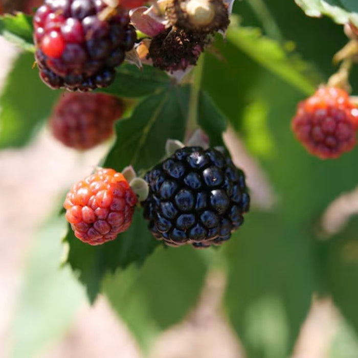 Fruit-Blackberry-Taste of Heaven #3
