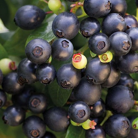 Fruit-Blueberry-Berry Bux #2