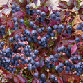 Fruit-Blueberry-Cabernet Splash #2