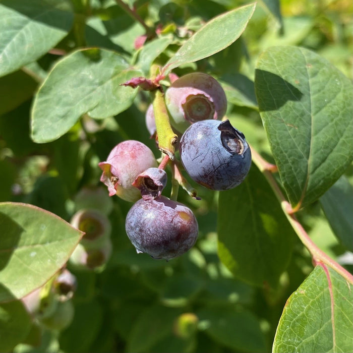 Fruit-Blueberry-Silver Dollar #2