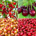 Fruit-Cherry-4-n-1 combo #15