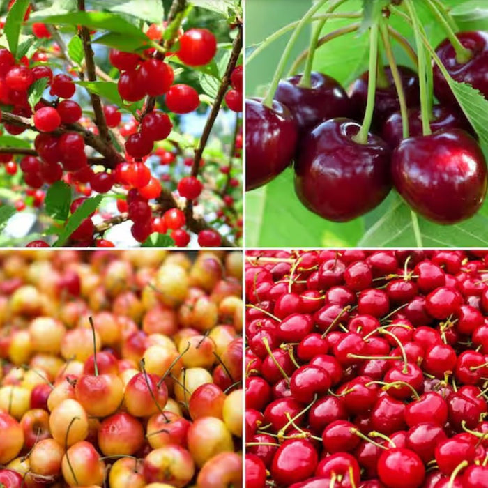 Fruit-Cherry-4-n-1 combo #15