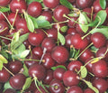 Fruit-Cherry-Balaton semi-dwarf #7
