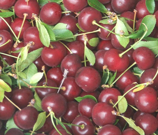 Fruit-Cherry-Balaton semi-dwarf #7