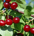 Fruit-Cherry-Carmine Jewel #5