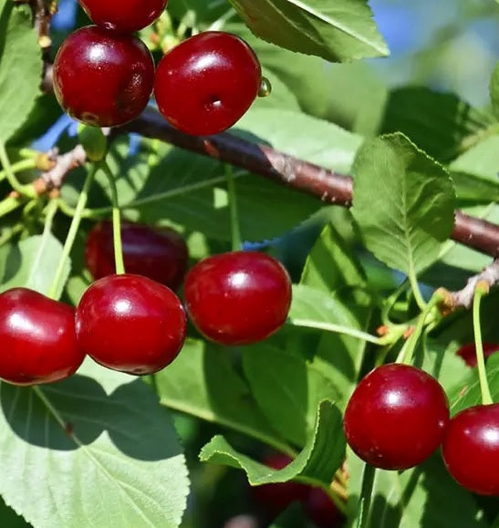 Fruit-Cherry-Carmine Jewel #5