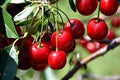 Fruit-Cherry-Mesabi #7