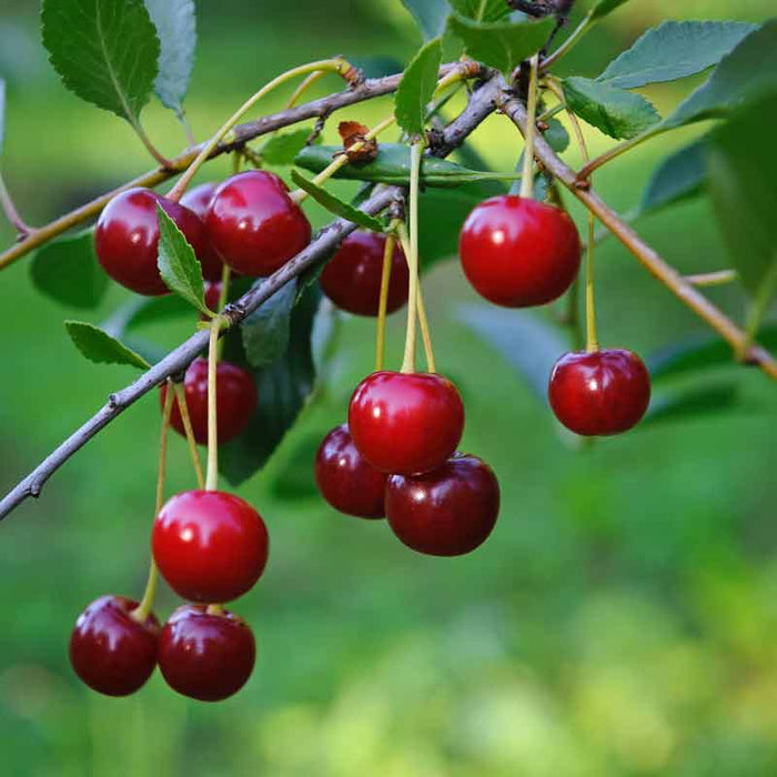 Fruit-Cherry-Meteor #7
