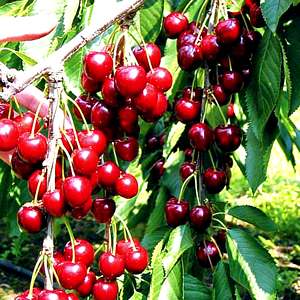 Fruit-Cherry-Montmorency semi-dwf #7