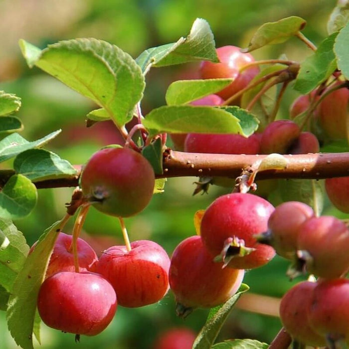 Fruit-Crabapple-Whitney #7