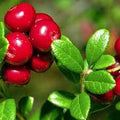 Fruit-Cranberry-Select CL #1