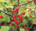 Fruit-Currant-Red Lake #2