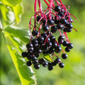 Fruit-Elderberry Adam #3