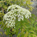 Fruit-Elderberry-Ranch #3