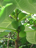 Fruit-Fig-Brown Turkey #3