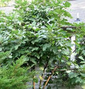 Fruit-Fig-Celeste #5