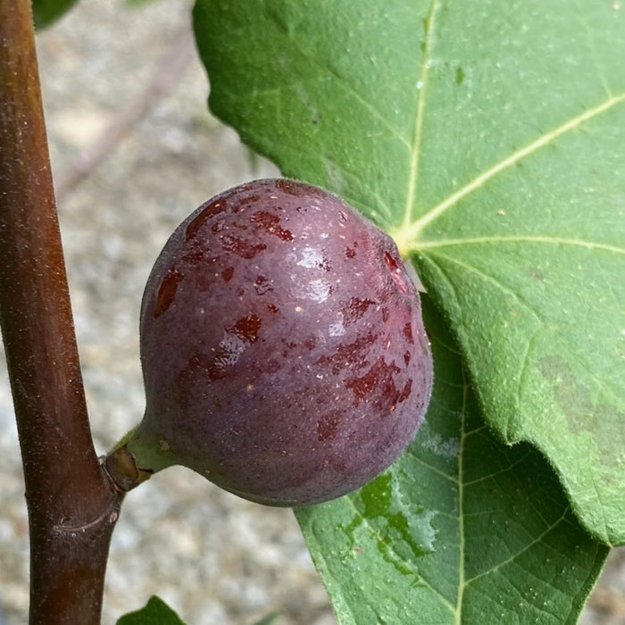 Fruit-Fig-Chicago Hardy #5