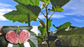 Fruit-Fig-Violet de Bordeaux #5