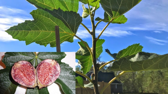 Fruit-Fig-Violet de Bordeaux #5