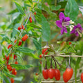 Fruit-Goji berry-Crimson Star #3