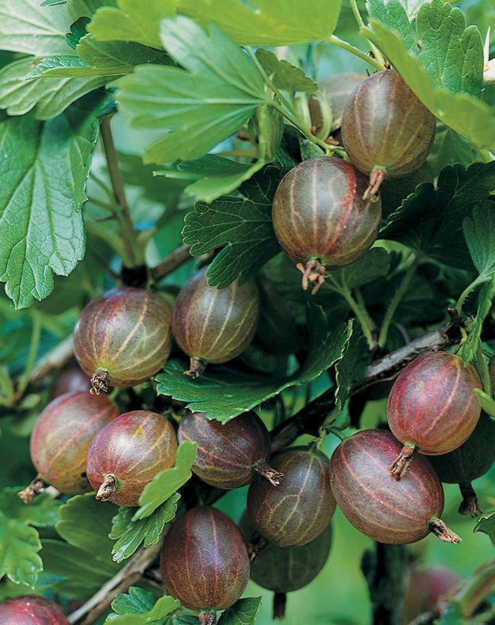 Fruit-Gooseberry-Pixwell #2