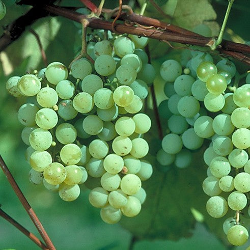 Fruit-Grape-Edelweiss #2