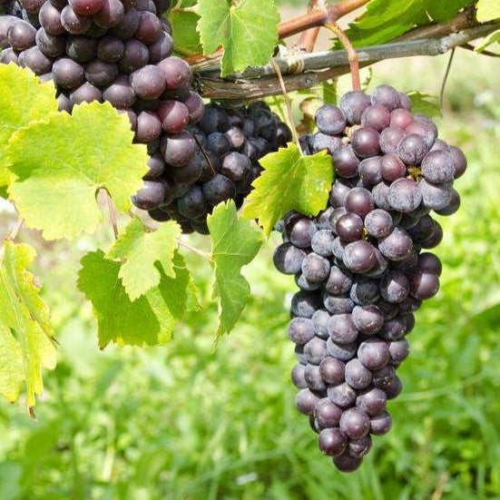 Fruit-Grape-St Theresa #2
