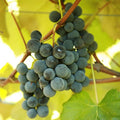 Fruit-Grape-Worden #2
