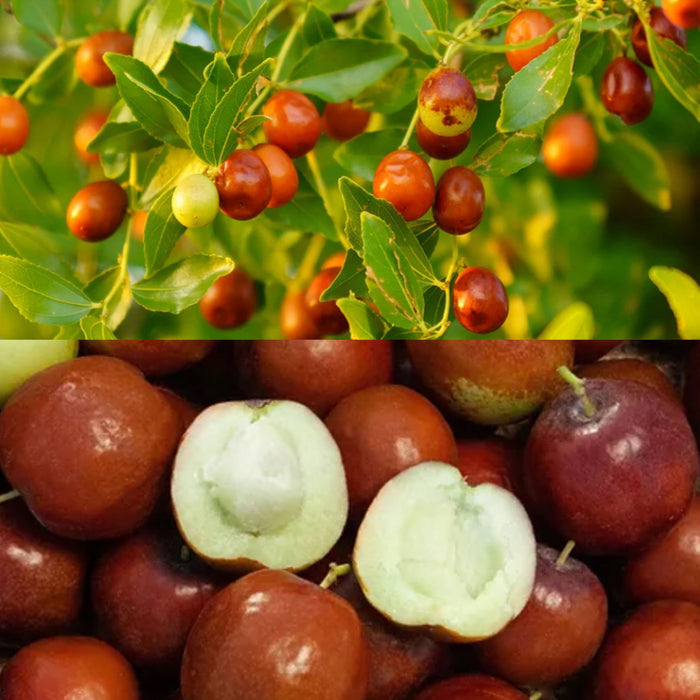 Fruit-Jujube-Honey Jar #7