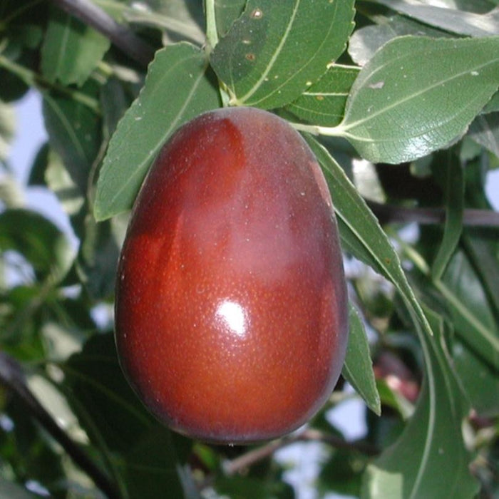 Fruit-Jujube-Lang #7